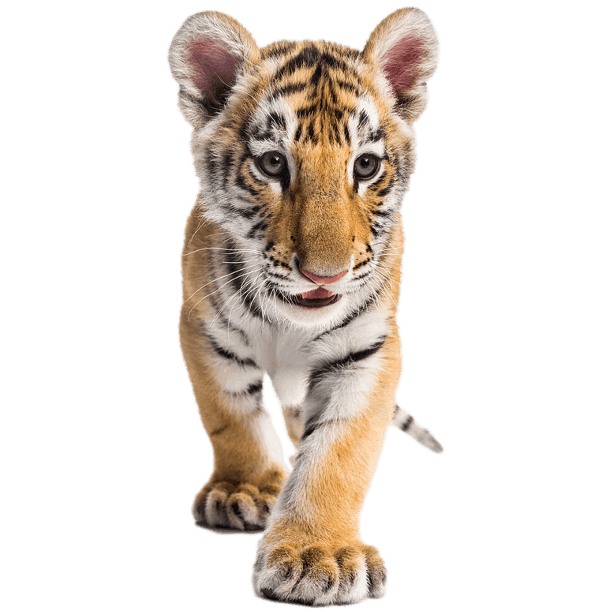 Tiger Lakewood High School Class 75 Mascot