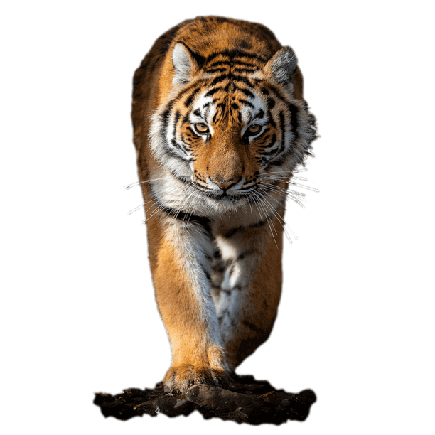 Lakewood High Tiger Mascot